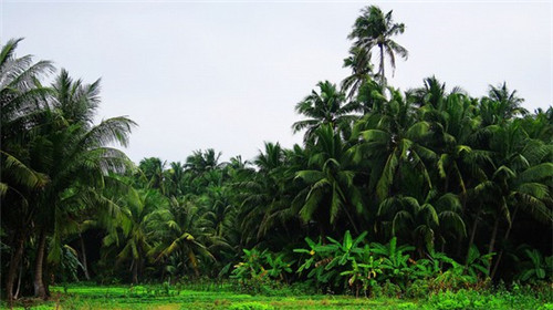 芹菜炒杨柳丝怎么炒（芹菜炒牛柳的家常做法窍门）